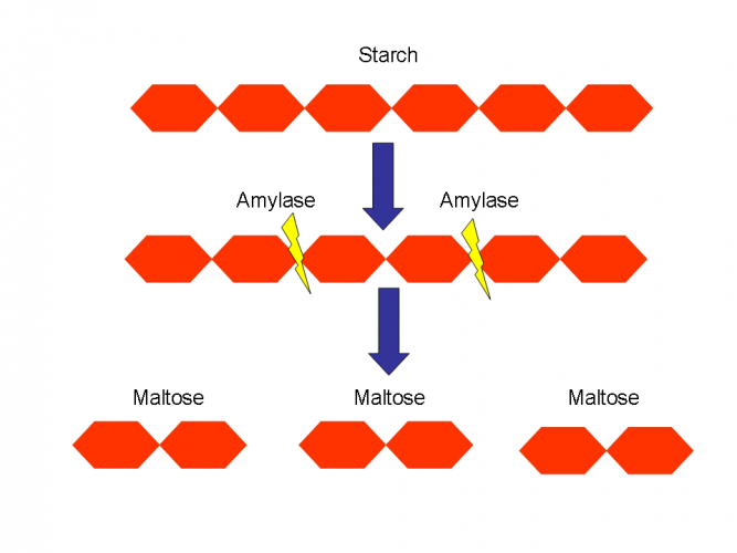 What Is An Enzyme That Breaks Down Starch Windam54866